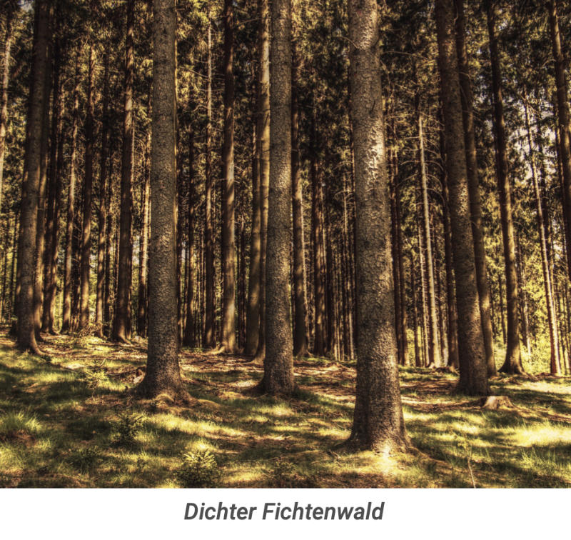 Fichtenwald