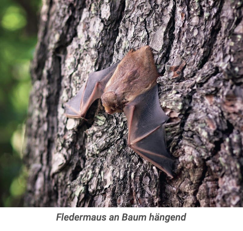 Fledermaus