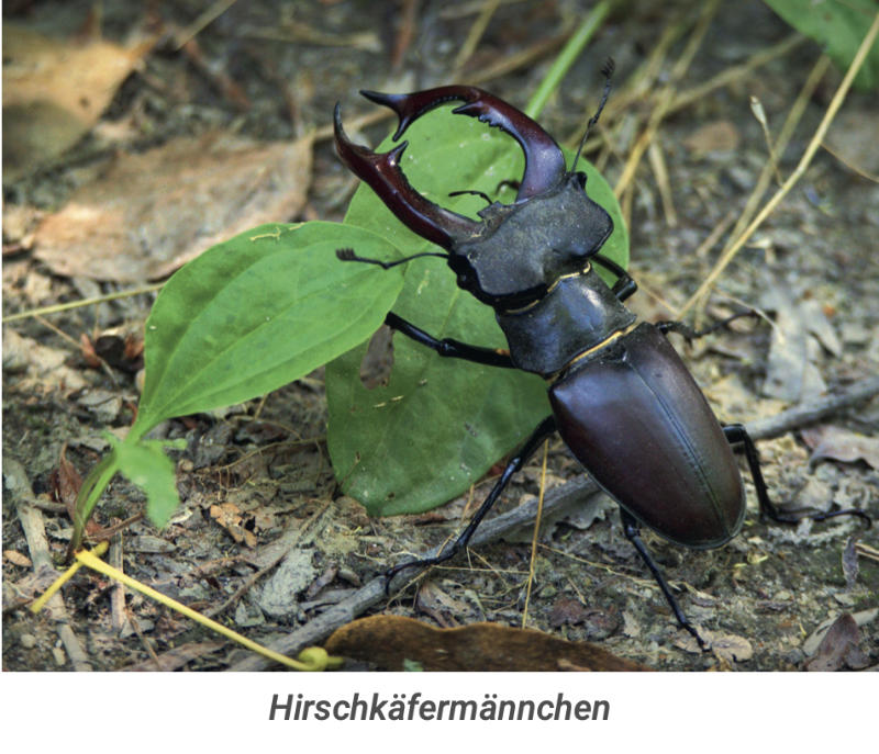 hirschkaefer
