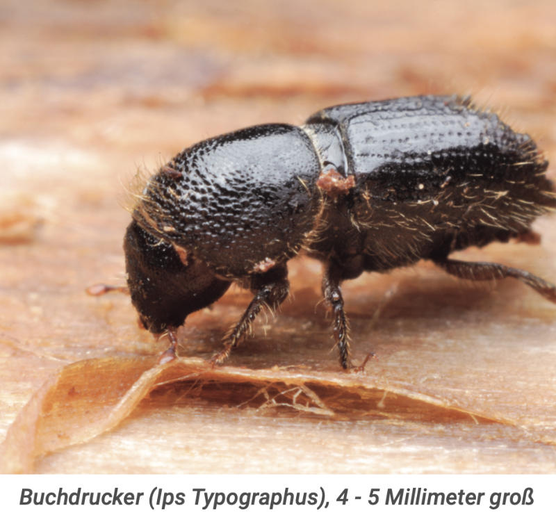 Borkenkäfer, hier Buchdrucker