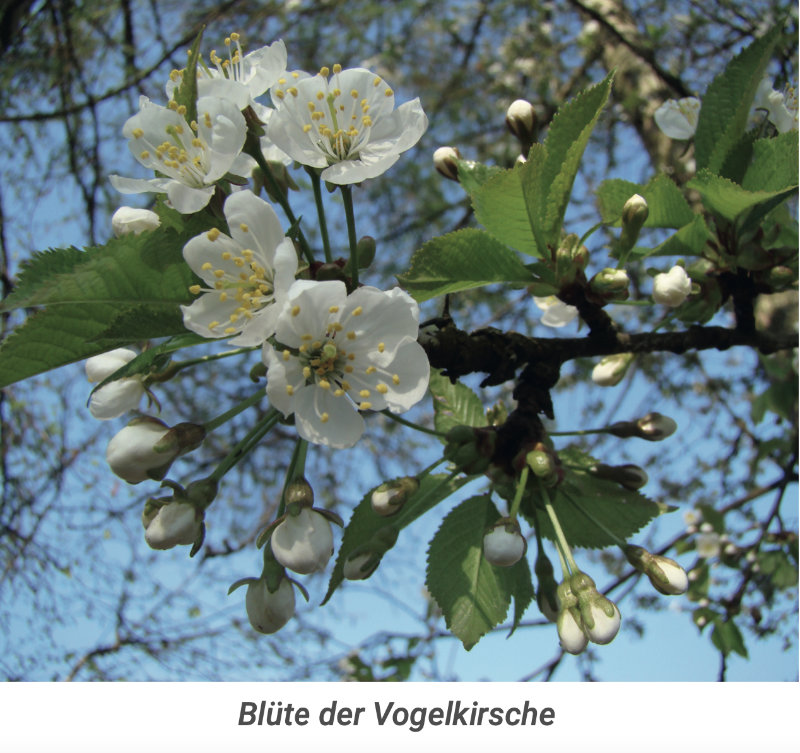 Vogelkirsche