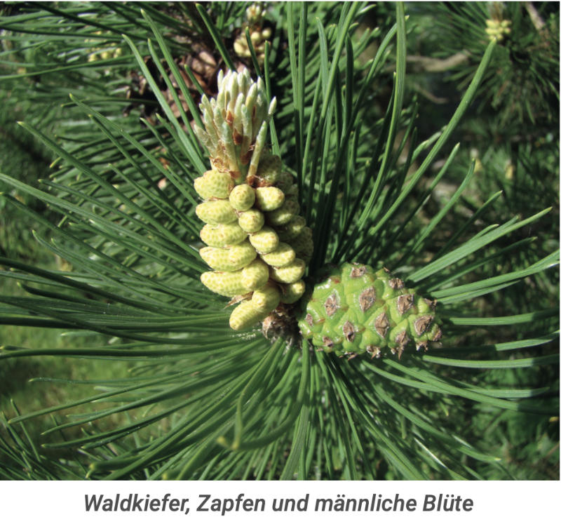Waldkiefer, Zapfen und männliche Blüte